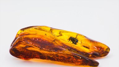 Unique amber with prehistoric insects will be auctioned