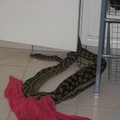 Australijoje gyvatė prarijo krokodilą