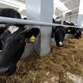 Žemės ūkio ministerija įvardino idealų pieno ūkį