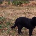 Benamis šuo rekordininkas: iš prieglaudos sugebėjo pabėgti 92 kartus