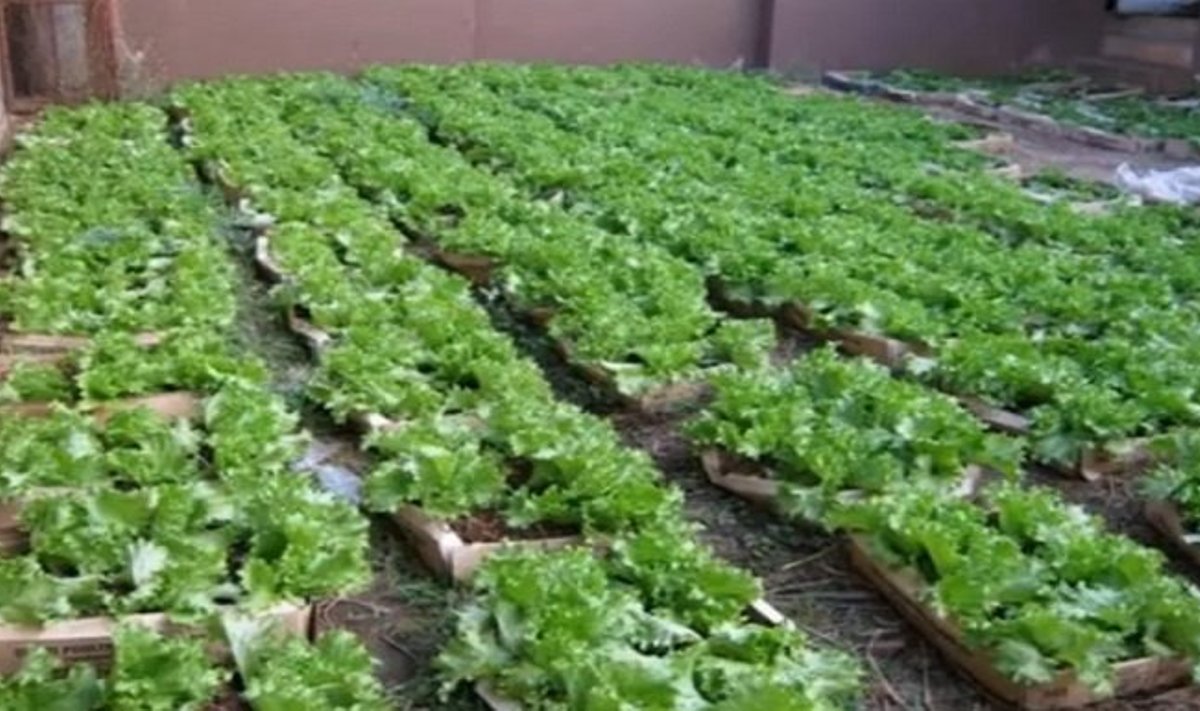 Maistui auginti pakanka kartoninės dėžės, pjuvenų ir vištų mėšlo