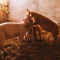 Per metus kiaulių supirkimo kainos krito 12 proc.