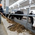 Chinese delegation visits Lithuanian dairies