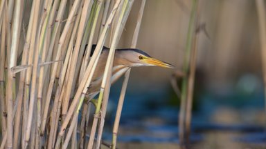 Жувинтский резерват – рай для наблюдателей за птицами