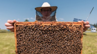 Miesto bitininkas Paulius Chockevičius: jei bitės išnyks, mūsų taip pat gali nebelikti