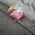 Kaunas apėjo žiurkėmis: kauniečių užfiksuotame įraše didžiuliai graužikai laksto tiesiog po senamiestį