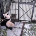 Kinijoje pandos jauniklis nenorėjo paleisti prižiūrėtojo
