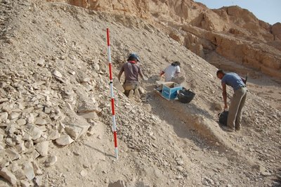 Egipto nekropolyje aptiktos krokodilų kaukolės. M. Jawornicki/PCMA UW nuotr.