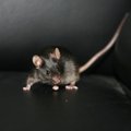 Pelės tapo atsparios nuodams