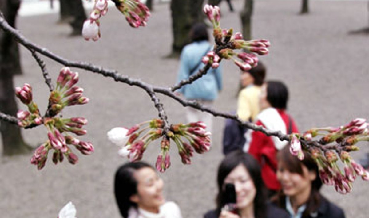 Japonės mobiliuoju telefonu fotografuoja bepradedančius skleistis vyšnių žiedus Tokijuje. 