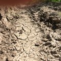 Žemės ūkio ministerija ruošiasi gelbėti ūkininkus nuo sausros