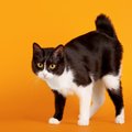 Japonų trumpauodegės – katės, įkvėpusios „Hello Kitty“