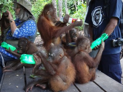 Savanoriavimas Borneo saloje, šalia orangutanų.  Dainos Šiaučiulytės/ OFI nuotr. 