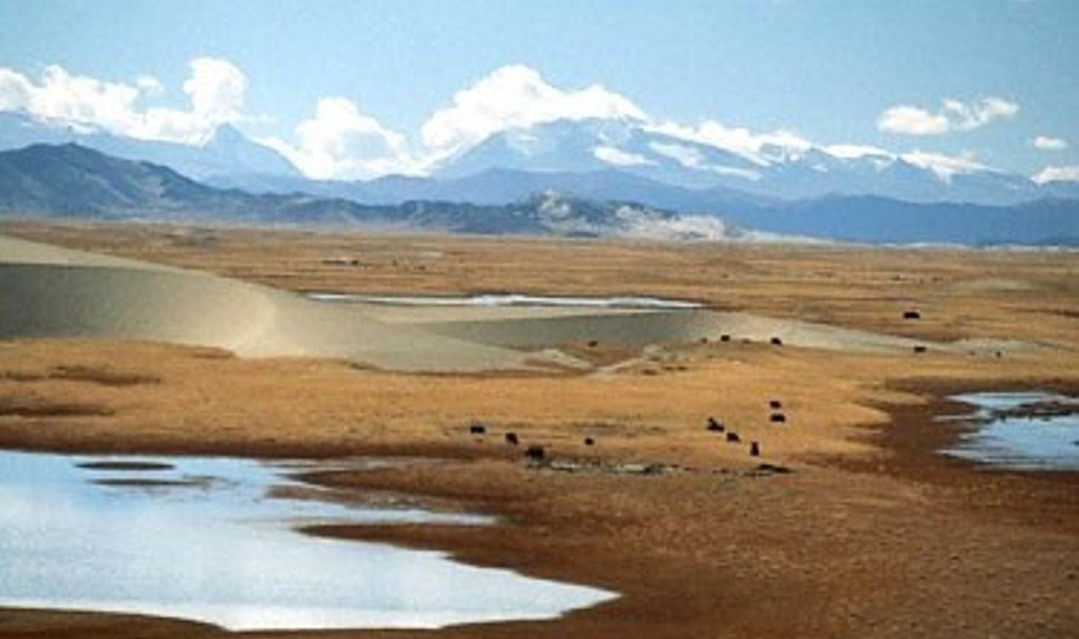Tibetas
