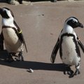Neištikimybė: „gėjų“ pingvino porelė iširo dėl patelės