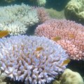 Mokslininkai pradėjo didžiausią Didžiojo barjerinio rifo koralų atauginimo projektą