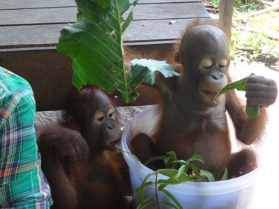 Savanoriavimas Borneo saloje, šalia orangutanų. Dainos Šiaučiulytės/ OFI nuotr.