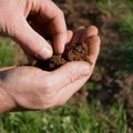 20 proc. dirvožemio paveikti erozijos – ką darys didieji agrokoncernai