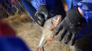 Kuršių mariose stiprinama žvejybos kontrolė 