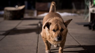 VMVT skatina keisti požiūrį – šuo nebegali būti gyva signalizacija