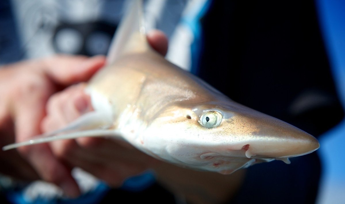 Žvejai išgelbėjo ryklių jauniklius