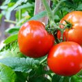 Pasidalino, kaip pavyko išauginti gigantišką pomidorą