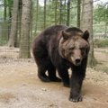 Lietuvoje konfiskuota meškutė Maša kuriasi Vokietijoje