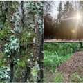 Išgyventi miške: kaip orientuotis pagal ženklus gamtoje ir nepaklysti?