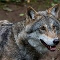 Ilgametis medžiotojas: be intensyvios vilkų medžioklės bus daug problemų