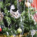 Ką daryti, jei katė kėsinasi į Kalėdų eglutę, – šie būdai padės apsaugoti ir medelį, ir augintinį
