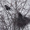 Gyventoją šiurpina nehumaniškas elgesys su paukščiais: po medžiais fejerverkai poška per patį perėjimą