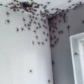 Nemalonios oro sąlygos erzina ne tik žmones: vorai apsigyveno australų namuose