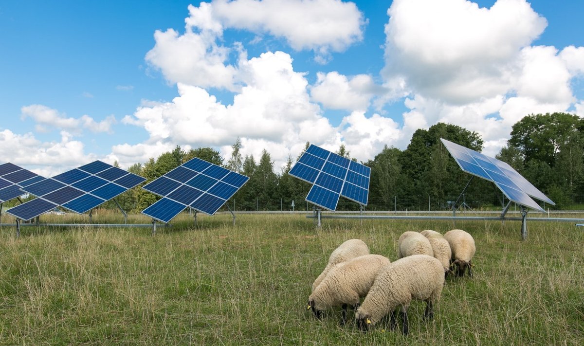 Avys saulės jėgainėje