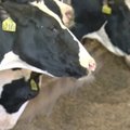 JAV pieno ūkių savininkai pila lauk perteklinį pieną