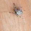 Pavojingas radinys: namuose – voras, kuris gali įgelti