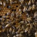 Augalai vilioja priklausomybę nuo kofeino turinčias bites