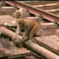 Nufilmuota Indijoje: beždžionė išgelbėja elektros nutrenktą draugę