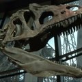 Paryžiuje už 2 mln. eurų praduotas itin retas dinozauro skeletas