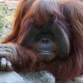 JAV nugaišo ženklų kalbą mokėjęs 39 metų orangutanas