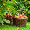 Soduose – geras obuolių derlius