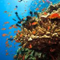 Koralų rifas išnyks per 20 metų