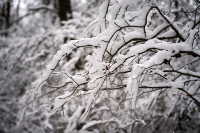 Sniegas Shutterstock