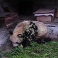 Didžioji panda išvartė avilius bitininkystės ūkyje