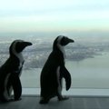 Pasaulio prekybos centro dangoraižyje Niujorke lankėsi pingvinai