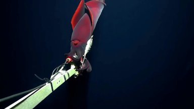 Mokslininkai nufilmavo retą giliųjų vandenų kalmarą su „žibintais“