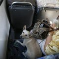 Veždama šunį autobusu užsidirbo didžiulę baudą