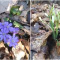 Testas: nors šios gėlės – tikrosios pavasario šauklės, pavadinimus žino toli gražu ne visi