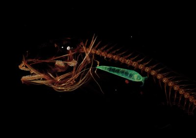 Marianų gleiviažuvės (angl. Mariana snailfish) kompiuterinės tomografijos nuotrauka