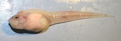 Marianų gleiviažuvės (angl. Mariana snailfish)