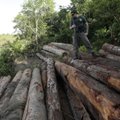 Vietovė, kurios gyventojai dėl miško aukoja gyvybę